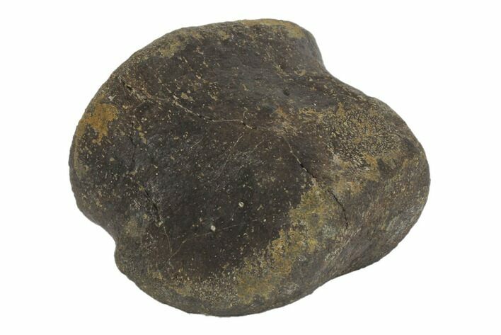 Hadrosaur (Hypacrosaurus?) Toe Bone - Montana #145171